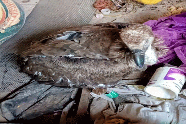 पेंचमधले गिधाड पोहोचले अंजनगावच्या लखाडमध्ये