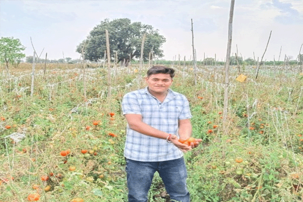 टमाटर, वाग्यांची आवक वाढली: भाव कोसळले