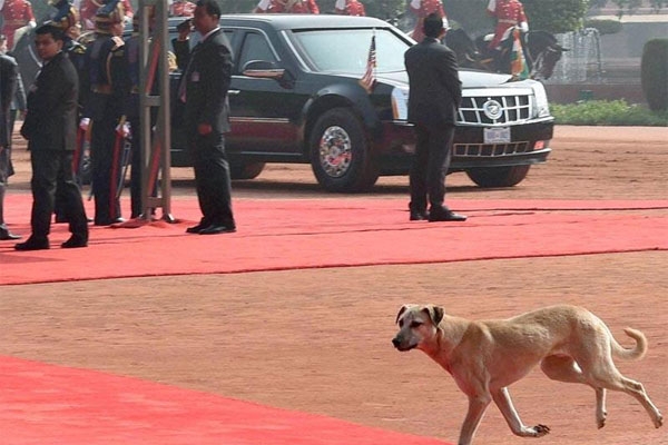 Dog in front of the President