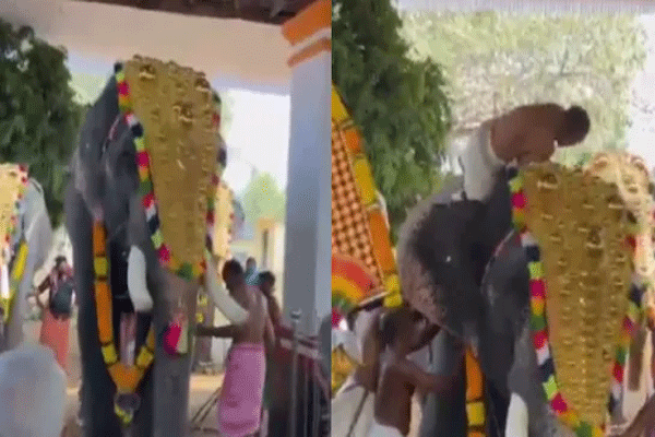 elephant-grabs-man-in-trunk-and-throws elephant-grabs-man-in-trunk-and-throws