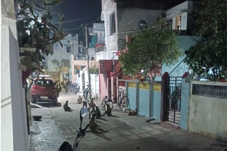 चलपुरात माकडांचा ‘रात्रीस खेळ चाले’