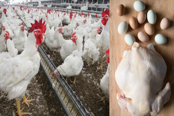 saudi-arabia-bans-poultry-imports