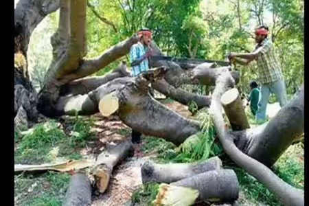 होळीसाठी वृक्षतोड केल्यास दंडात्मक कारवाई