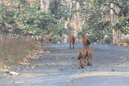 मेळघाटात दुर्मिळ वन्यजीव सहजीवनाची नोंद