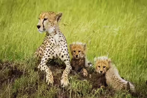 Cheetah reintroduction, Kuno National Park, India wildlife