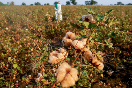पांढरा नव्हे तपकिरी कापूस!