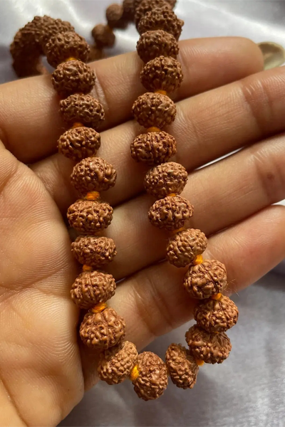 रुद्राक्ष 