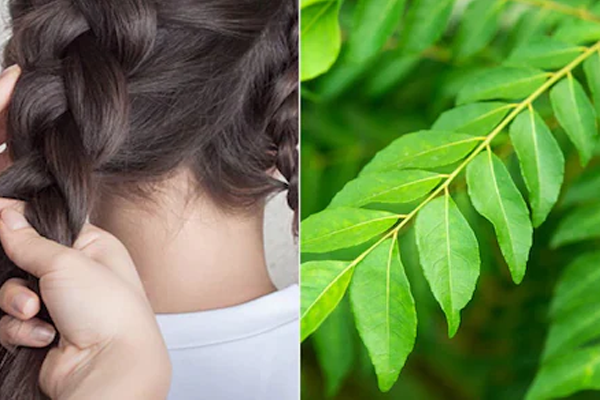 कढीपत्ता 