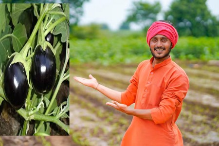 शेतकऱ्यांची कमाल ४ महिन्यांत कमवले १० लाख रुपये