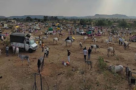 आजाराचा 'गंभीर उद्रेक' बळीराजा चिंतेत... अलर्ट जारी