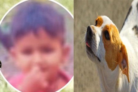 दुर्दैवी मृत्यू! मोकाट श्वानाचा पाच वर्षीय मुलावर हल्ला.. लचके तोडले