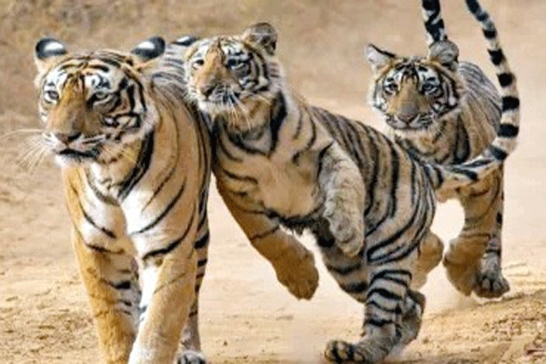 डुंडा/पांढरी परिसरात छाव्यांसह वाघिणीचा अधिवास ?