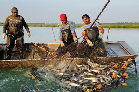 ऐतिहासिक : योजना 'हिट' मत्स्यव्यवसायात दशकभरात दुप्पट वाढ