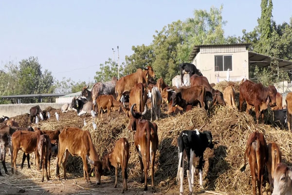 cow disease outbreak