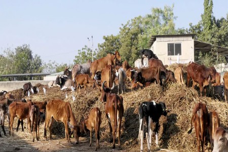 पशुपालकांमध्ये मोठी चिंता 26 गुरांचा मृत्यू