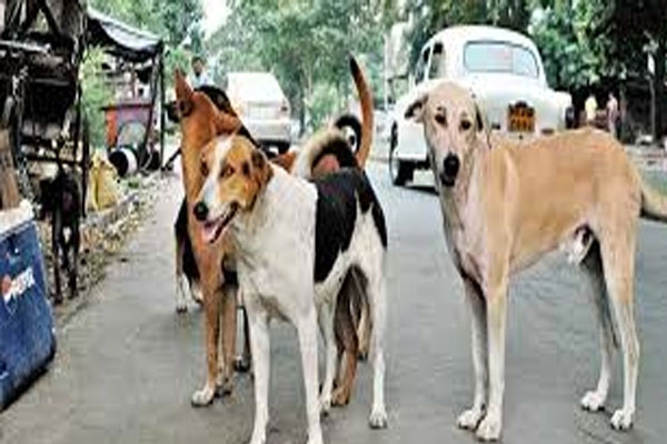  Mumbai stray dogs