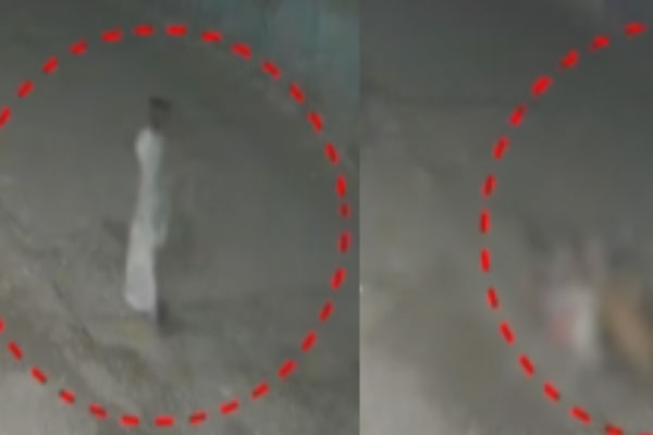 Pune, Chakan, stray dog attack, woman killed,