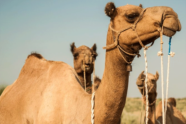 herd-of-camels-hits-train-in-jaisalmer
