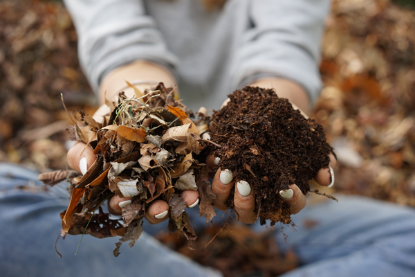 dry leaves fertilizer