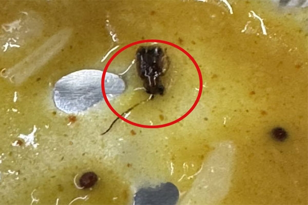 dal khichdi cockroach inciden