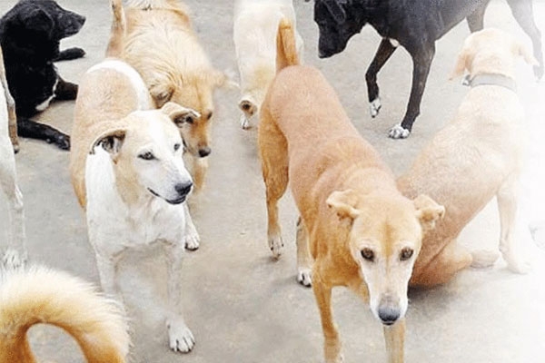 stray dog menace Pune