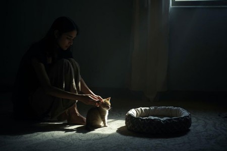 पाळीव मांजर मेल्याने युवतीची आत्महत्या