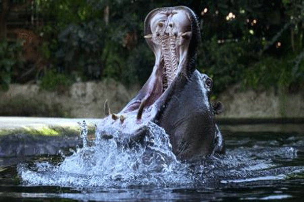 hippo-attack-during-routine-check-up hippo-attack-during-routine-check-up