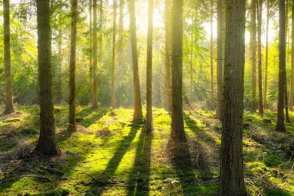 International Day of Forests