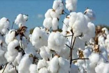 फरदडच्या नादात पांढरे सोने लटकले शेतात