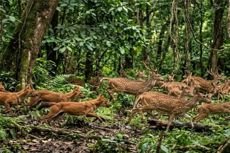 श्वानांच्या हल्ल्यात १५ हिरणांचा मृत्यू



