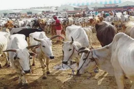 मारेगावात भव्य ‘पशुधन वैभव मेळावा’ आज