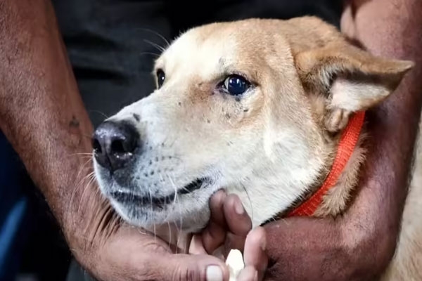 Rabies child death Mumbai