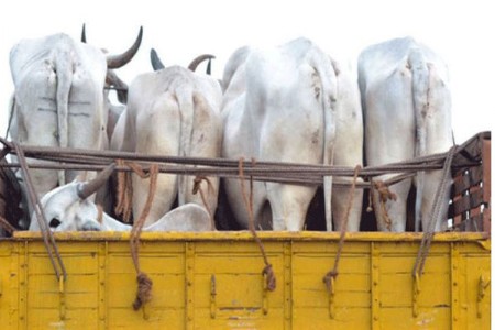 गो-तस्करीचे ‘कोडे’ केव्हा उलगडणार?