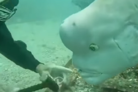 मानव आणि रॅस माशाचे ३० वर्षांचे एक अनोखे नाते