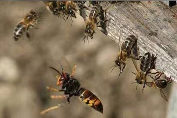 Bee attack on tourists