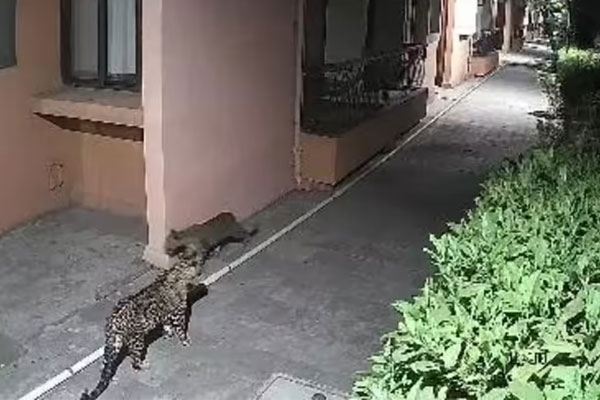 Nashik leopard sighting