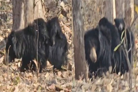 अस्वलीतल्या मातृत्वाने वेधले लक्ष