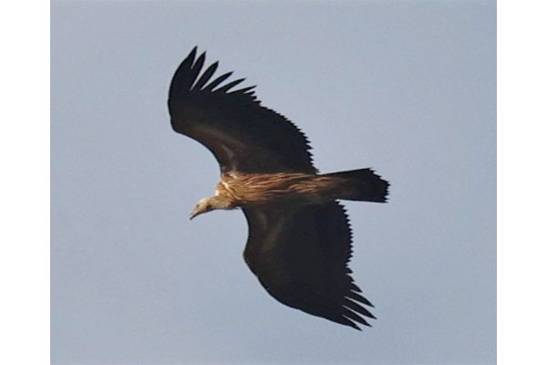 Himalayan Vulture