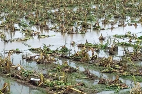 Maharashtra unseasonal rain 