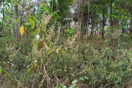 अखाद्य वनस्पतींचे जंगलातील वास्तव!