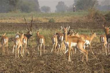 अखाद्य वनस्पतींचे जंगलातील वास्तव!