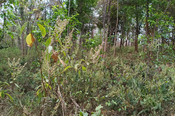 अखाद्य वनस्पतींचे जंगलातील वास्तव!