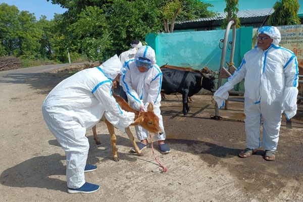 Maharashtra veterinary crisis, government veterinarians strike,