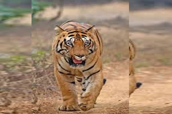 Tadoba wildlife corridor, Bandu Dhotre hunger strike,