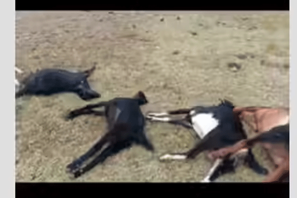 विषारी पाणी पिल्याने ५१ बकर्‍यांचा मृत्यू