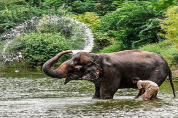 Nandani elephant rehabilitation, Madhuri Hattini project