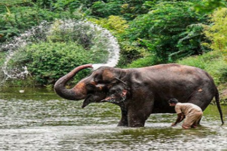 माधुरी हत्तिणीसाठी महाराष्ट्रातील पहिलेच अत्याधुनिक हत्ती पुनर्वसन केंद्र