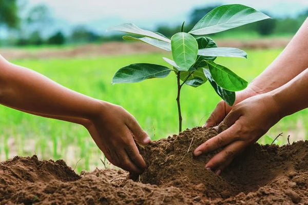  झाडांचे बुंधे काँक्रीटमुक्त