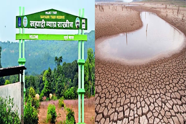 Sahyadri Tiger Reserve water shortage, Maharashtra wildlife water crisis