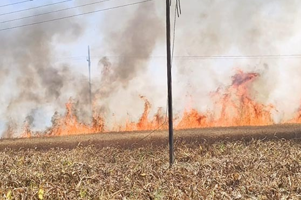 शॉर्ट सर्किटमुळे शेतातील उ